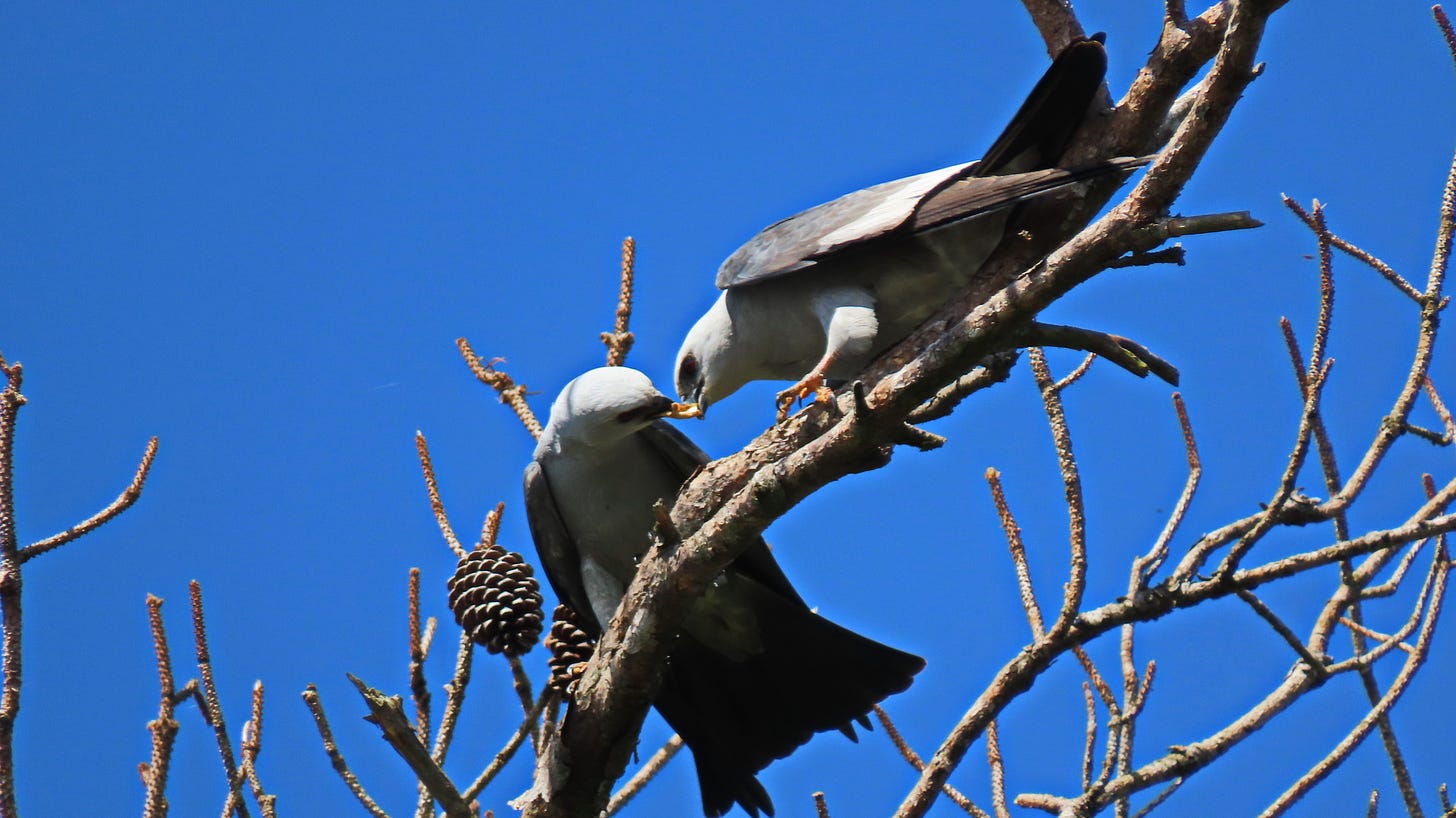 Courtship feeding with two gray raptors