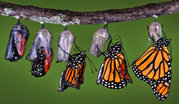 Metamorphosis Of How Caterpillar Gruesomely Transform Into Butterflies ...