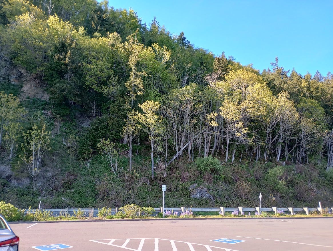 View across parking lot toward steep hill covered in a variety of trees