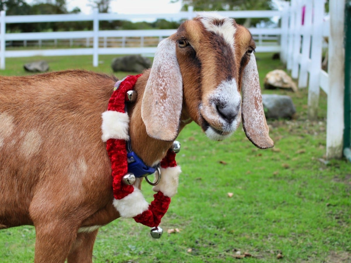 West Place Animal Sanctuary to host Holiday Shop & Stroll Nov. 24 – 26