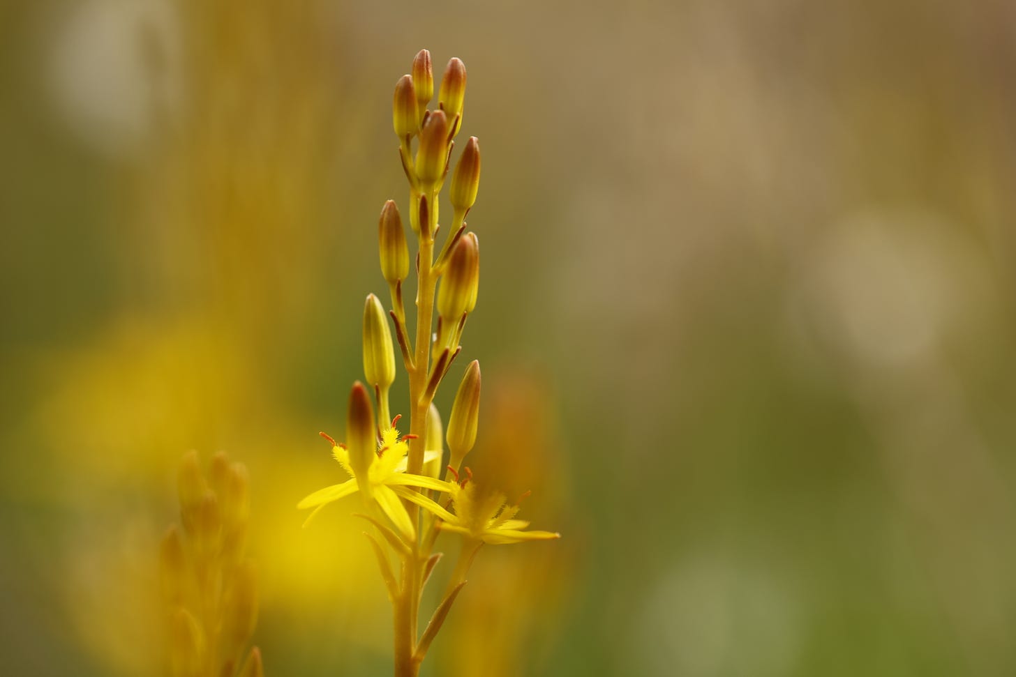 The yellow stars of opening bog asphodel (Narthecium ossifragum) flowers.