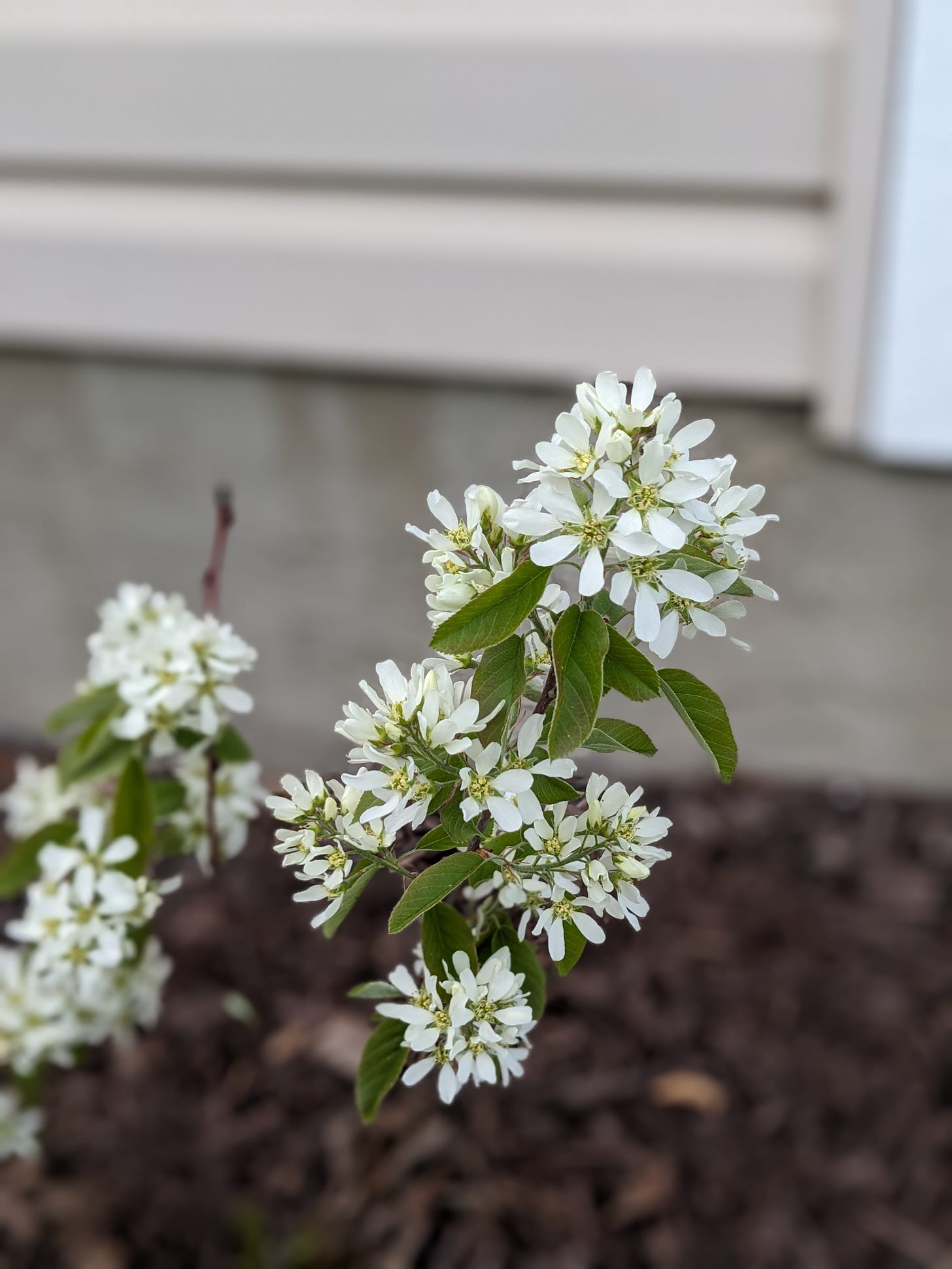 a different close-up photo of green leaves with white flowers. this plant (saskatoon) has long branches with leaves toward the ends. the mulch beneath, in the blurry background, is dark brown