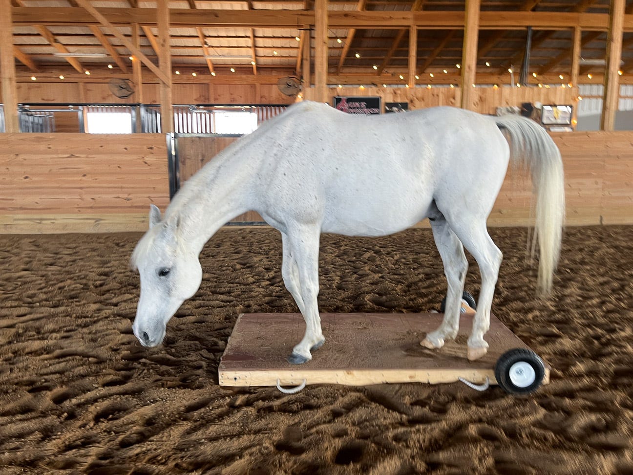 horse standing on a platform on wheels