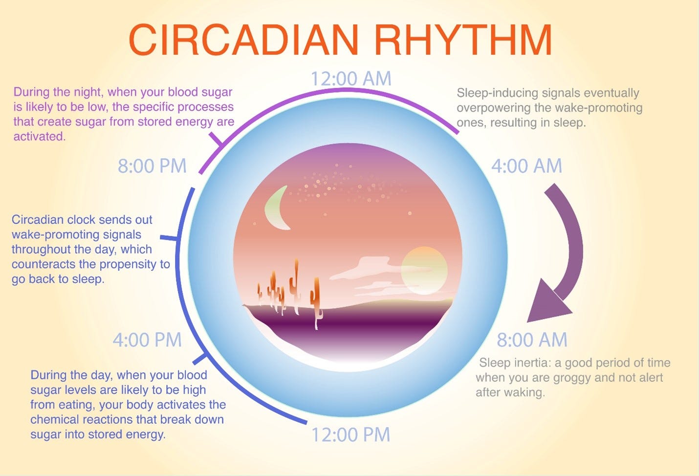 circadian rhythm 