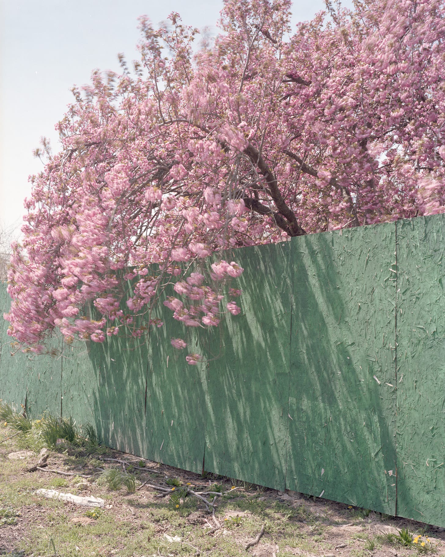 Long exposure of pink cherry blossoms hanging over a green construction fence.