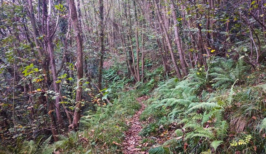 Sendero entre árboles y helechos
