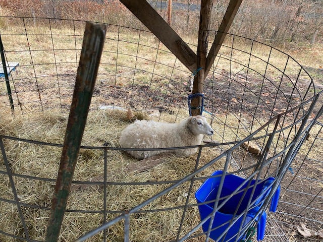 white sheep laying in straw