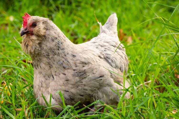 Ameraucana: Chicken Breed Information and Owner's Guide | Chickens And More