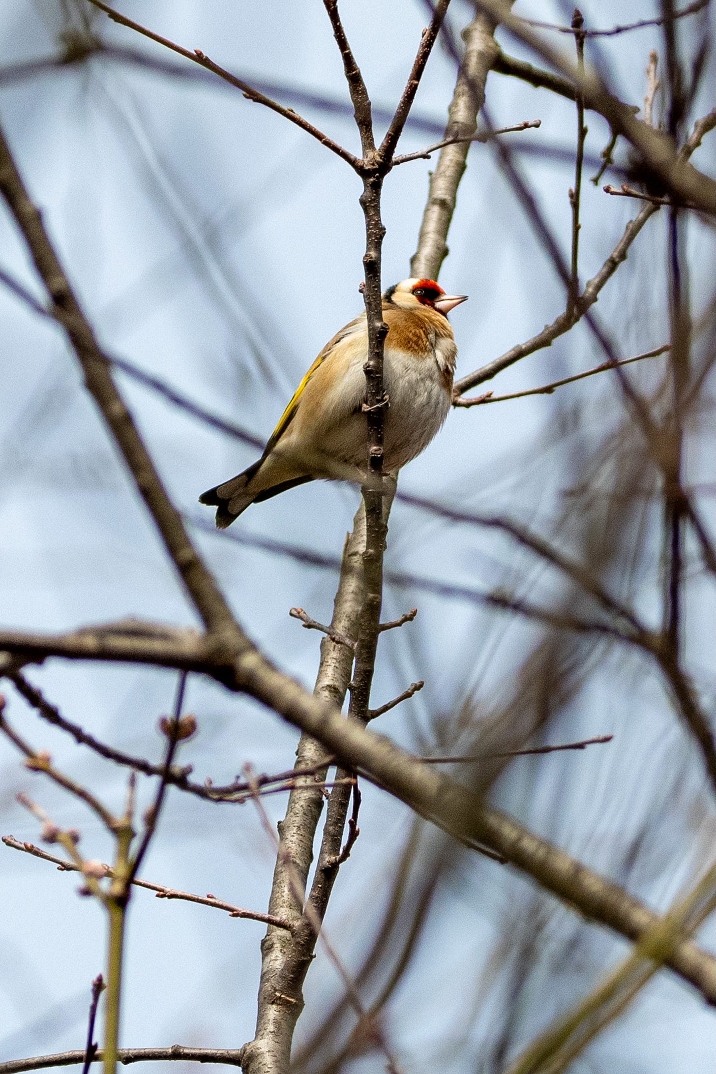 A fluffy finch with a red face and yellow flanks is perched high in a bare tree.