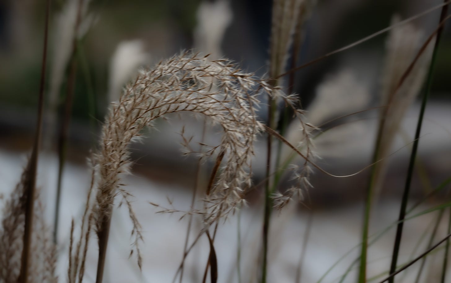 greyish brown grasses against a blurred background