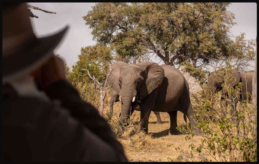 Silhouette of a photographer with a hat observing a large elephant in its natural habitat, demonstrating proper wildlife photography etiquette.