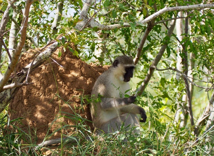 Monkey knawing on leaves and branches
