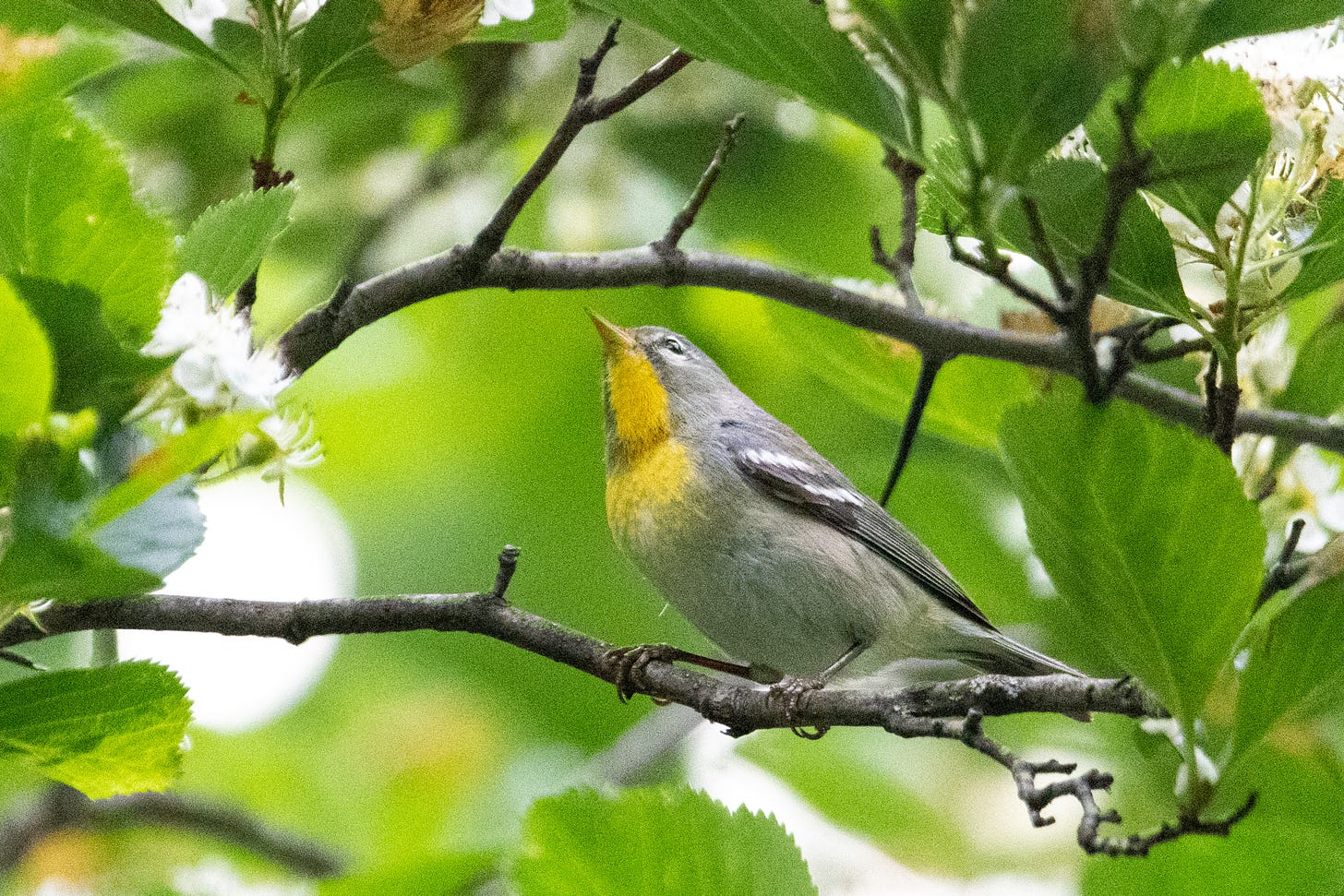 The yellow throat and breast and slate-blue face of a Northern parula