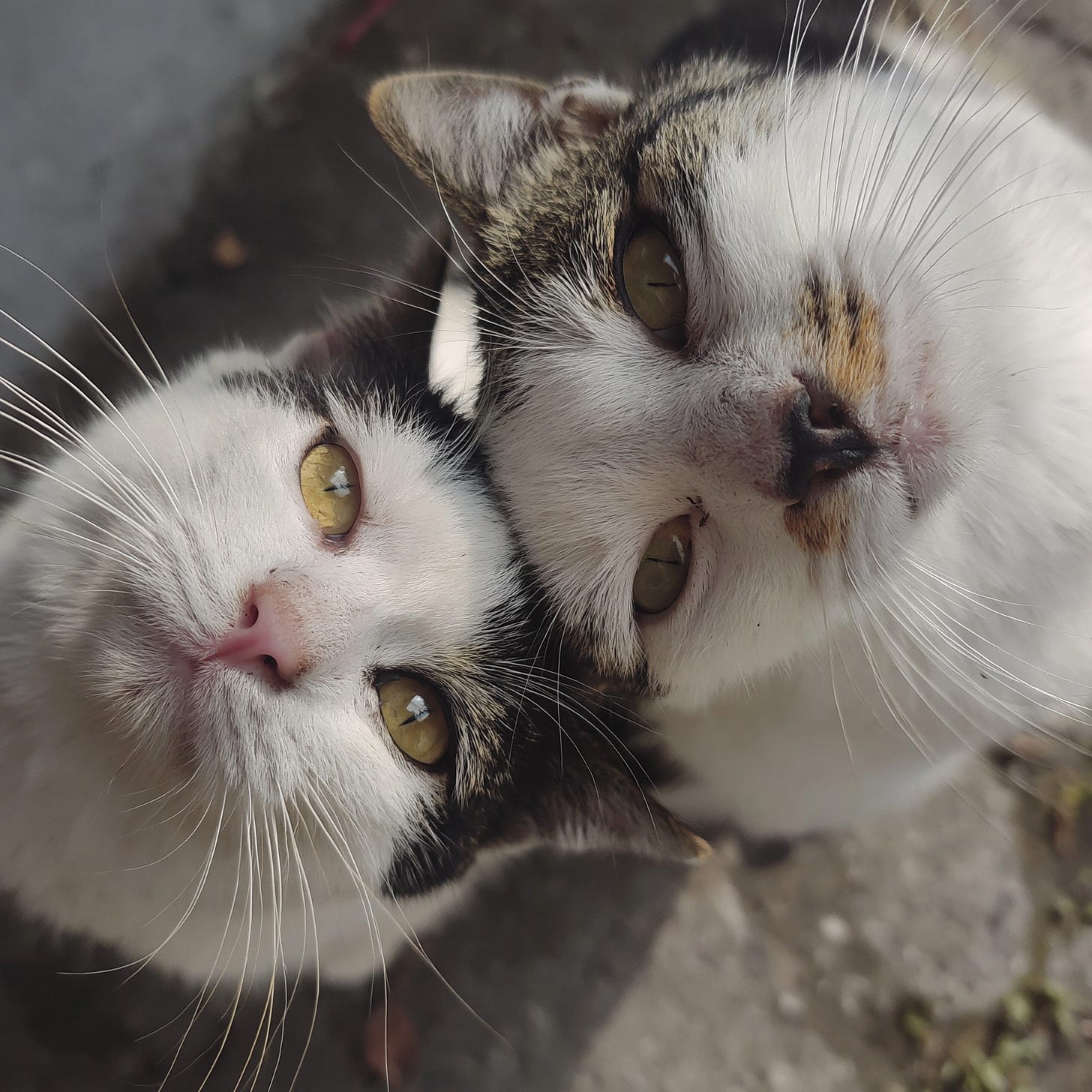 Dos gatos mirando de cerca hacia la cámara, símbolo visual de la curiosidad