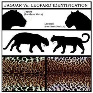 Jaguar versus leopard