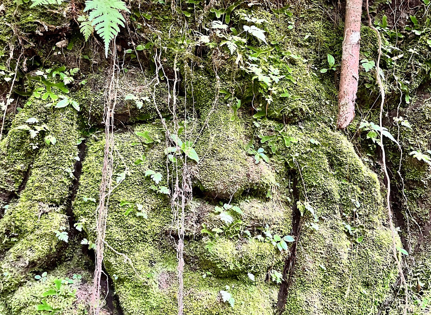 A face carved into a rock face