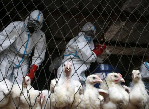 Here we go…’Bird Flu-Pocalypse’ Forces Hong Kong To Suspend Some Imports Of US Poultry Meat