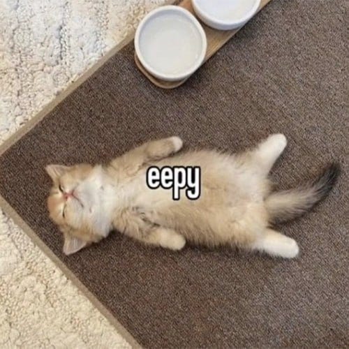 EEPY CAT (@eepycatsol) / X