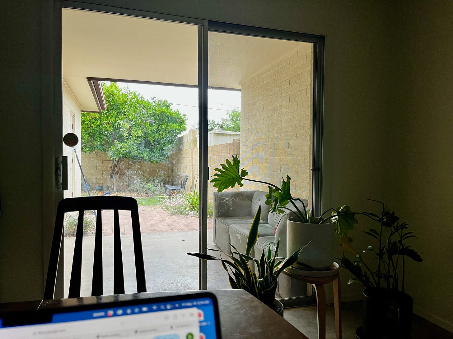 The view from my kitchen table out into the backyard with an orange tree