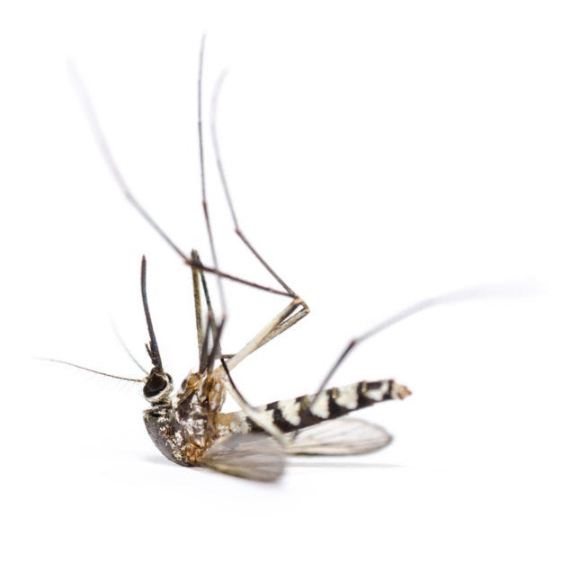 Mosquitoes