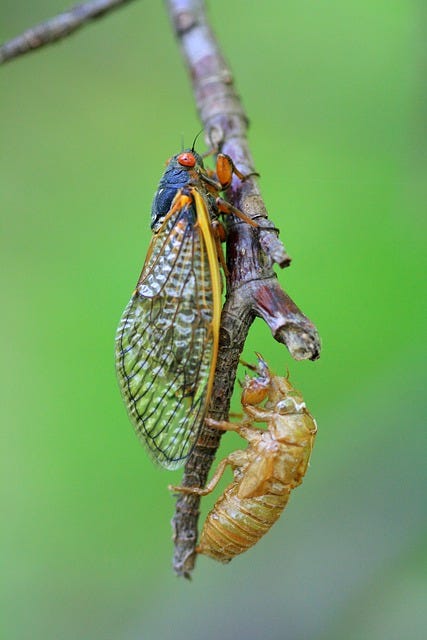 400+ Free Cicada & Insect Images - Pixabay