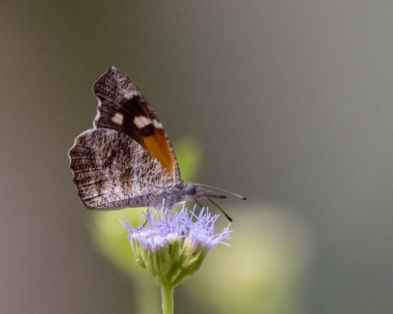 20240915-mby-483-Edit.jpg