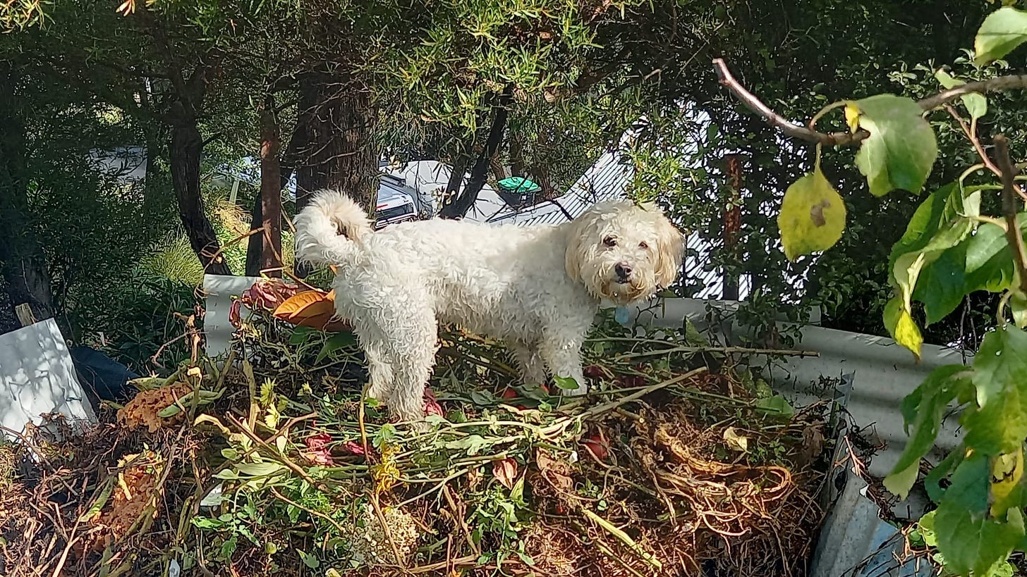 A dog on top of a compost heap looking guilty