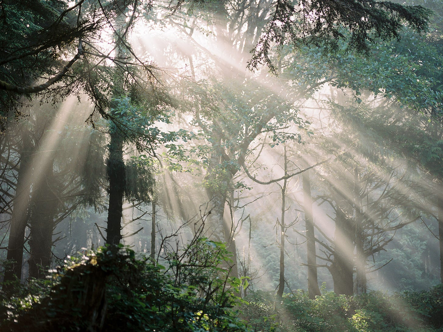 A photo of light streaming through tree branches