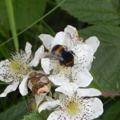 bee on bramble blossom