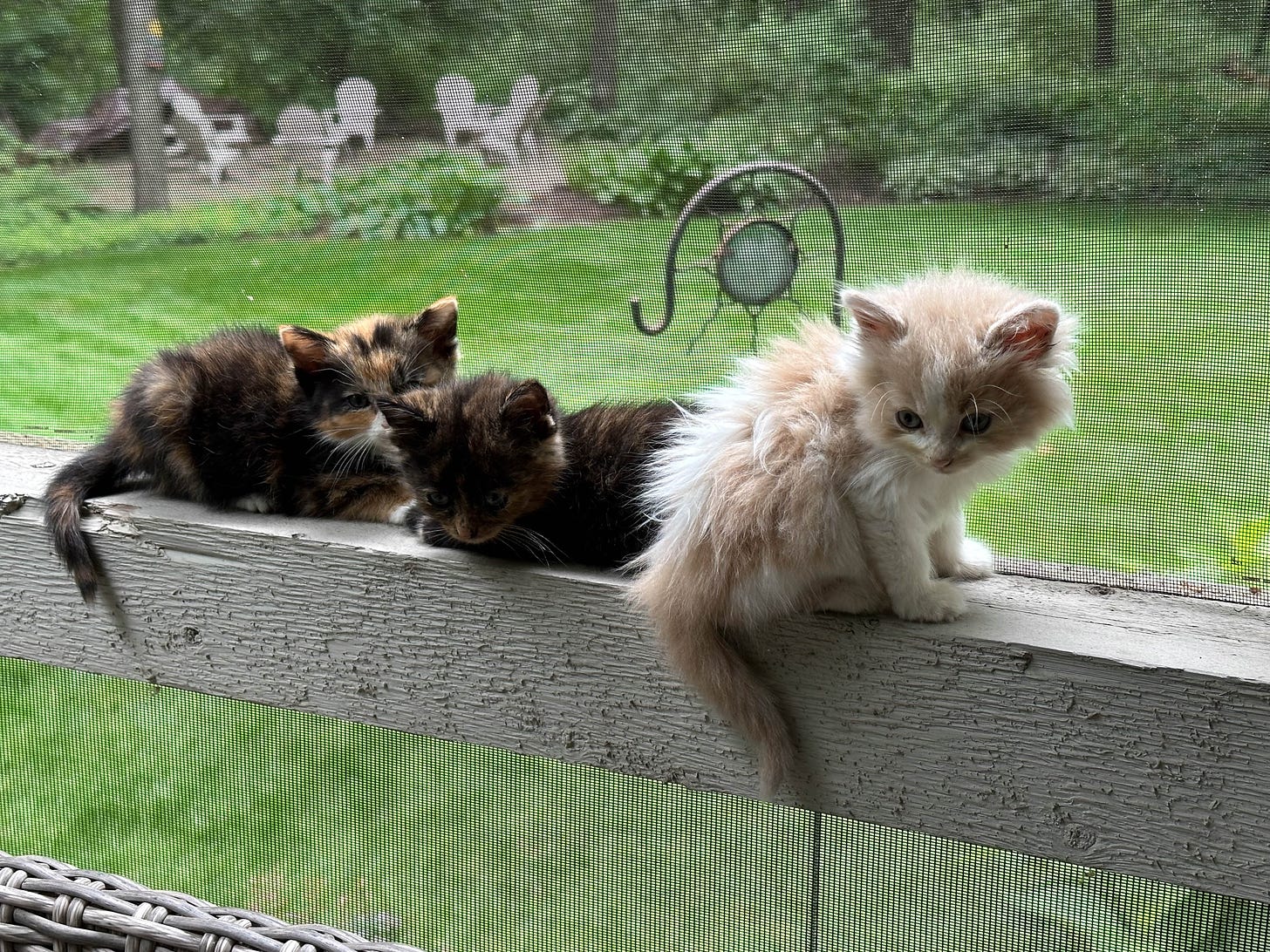 Kittens, two calico and one ginger, huddled on wooden ledge in screen porch with green backyard in background.
