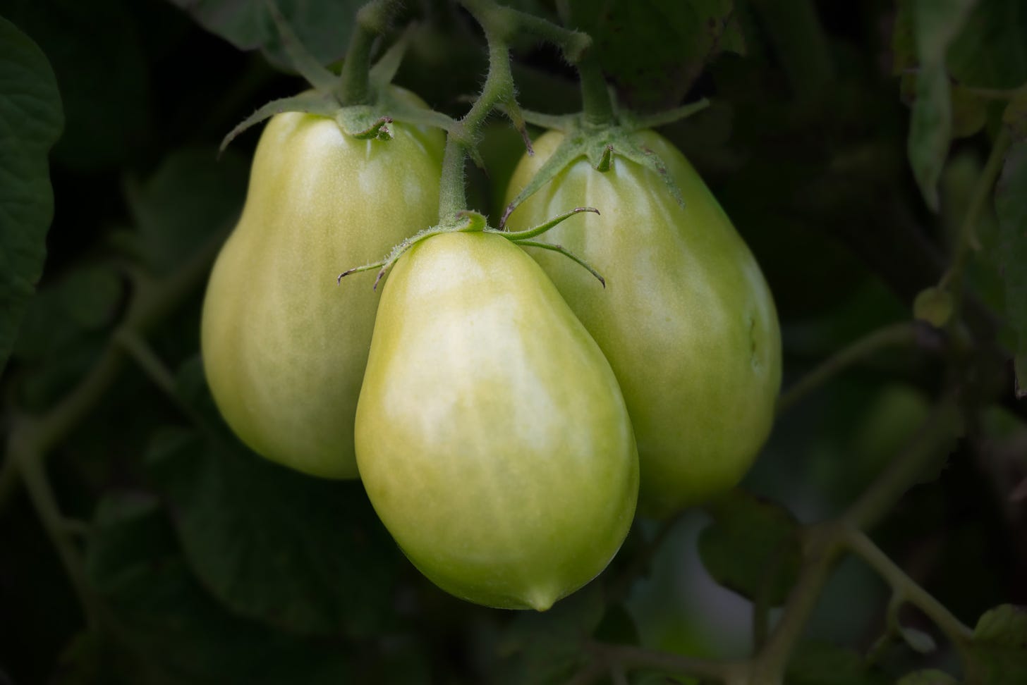 A clump of three green Roma tomatoes still ripening on the vine