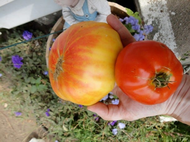 heirloom tomato