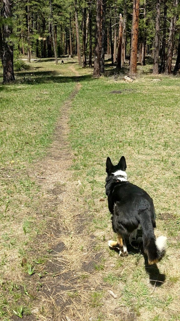 Border collie galloping across a field on a path toward the woods