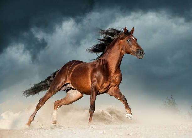 60,300+ Horses Running Stock Photos, Pictures & Royalty-Free Images -  iStock | Wild horses running, Herd of horses running, Horses running free