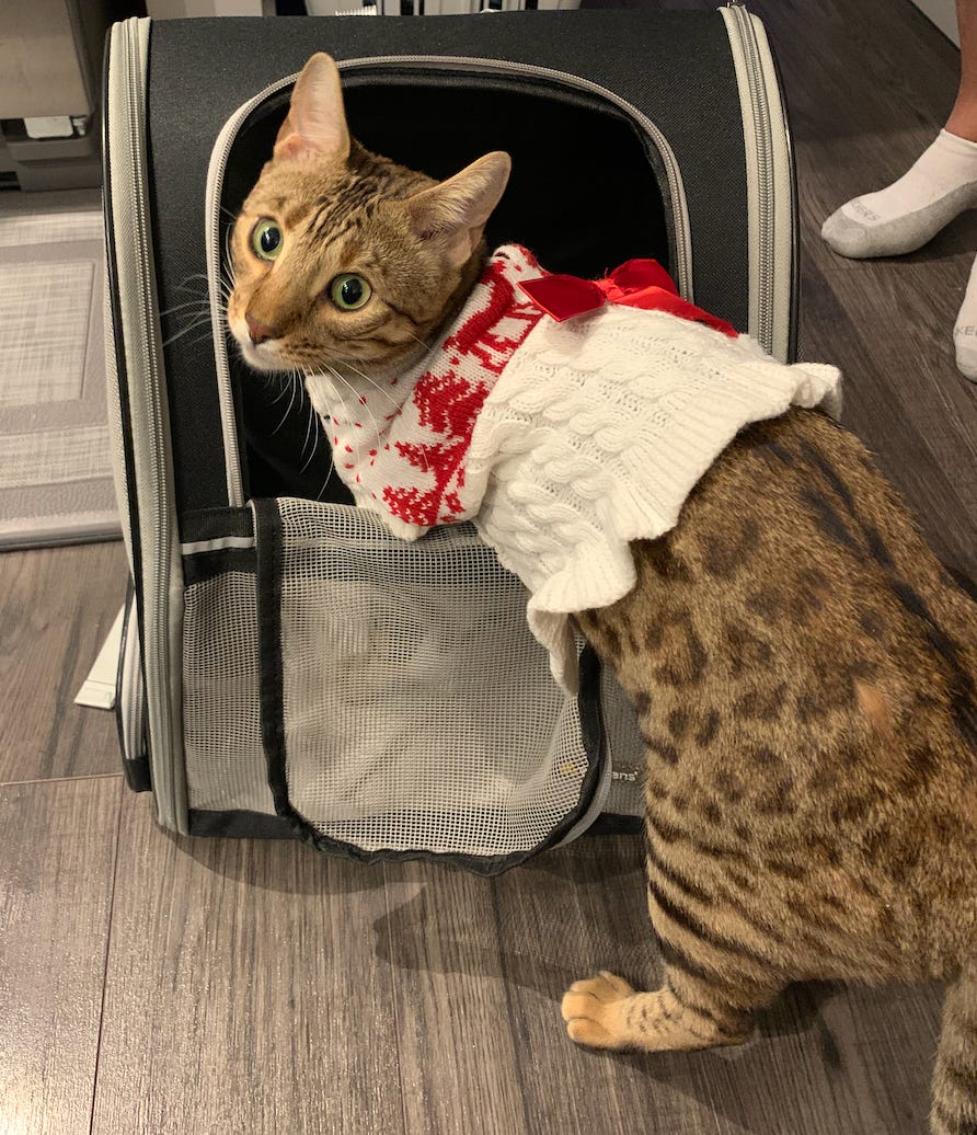 cat, pet, bengal, cute, sweater, pet backpack, meowdel