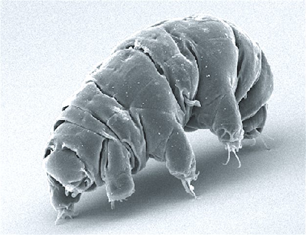 Scanning electron microscope image of a water bear in its active state, looking like a lumbering six-legged tank.