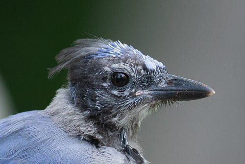 Laura's Birding Blog: Blue Jays!!!