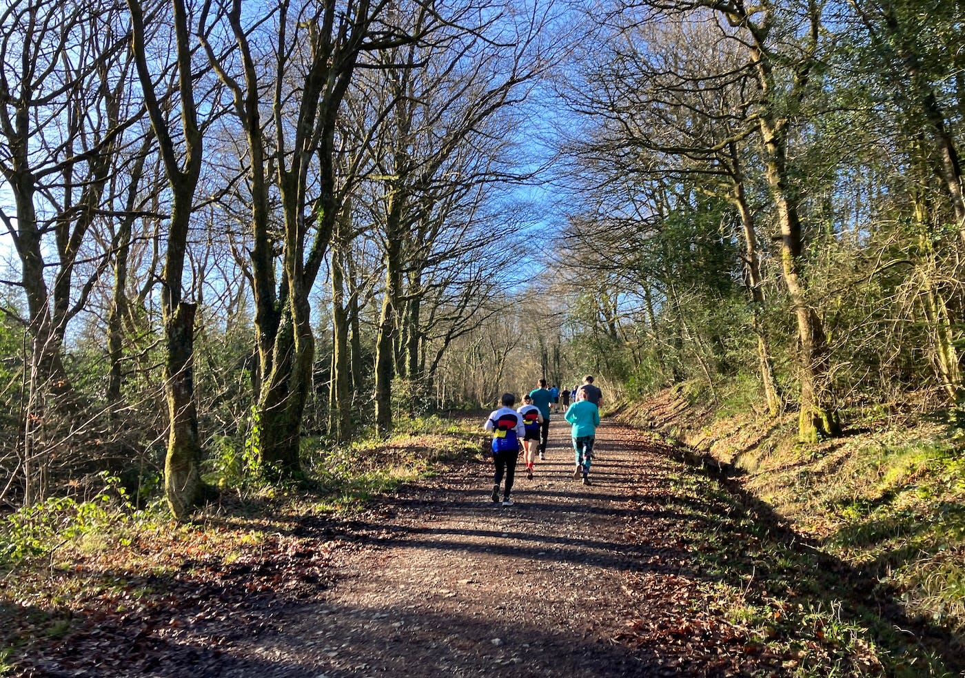 A wide stony path in between narrow bare trees