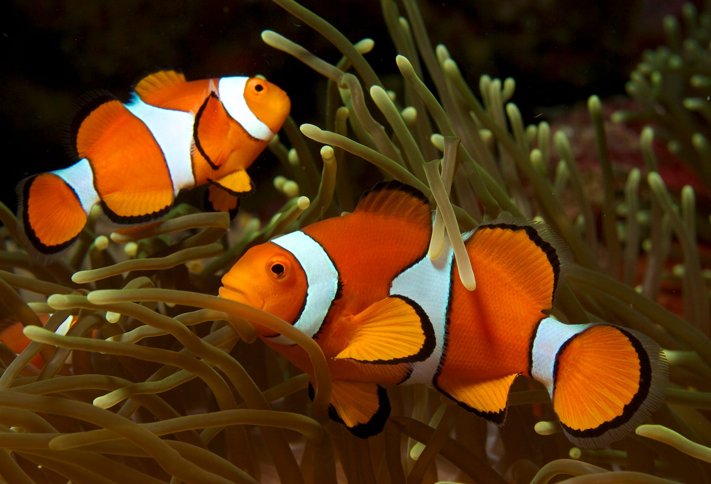 Clownfish - Wikipedia