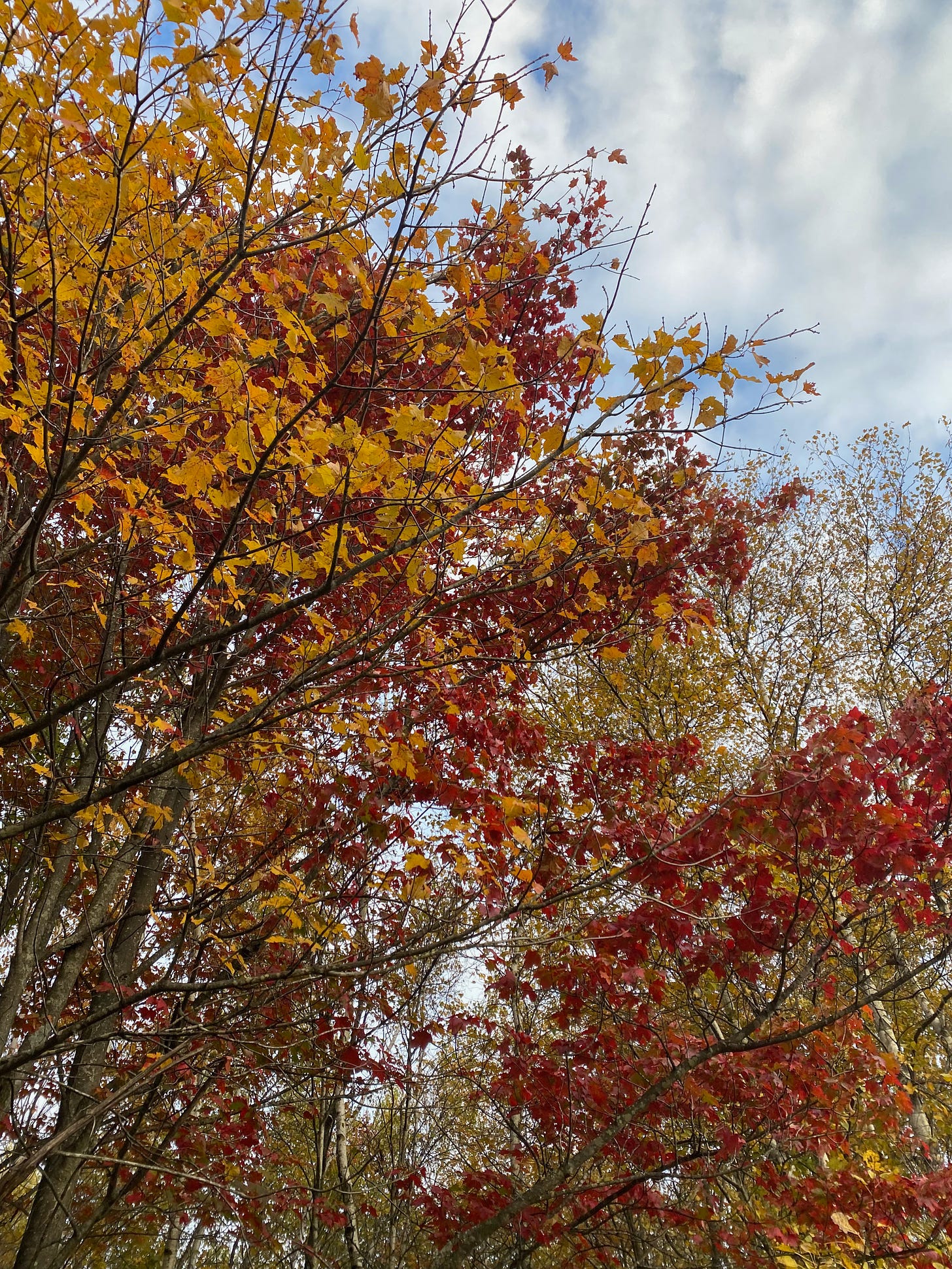 A tangle of green, orange, and red branches against a pale and cloudy sky.