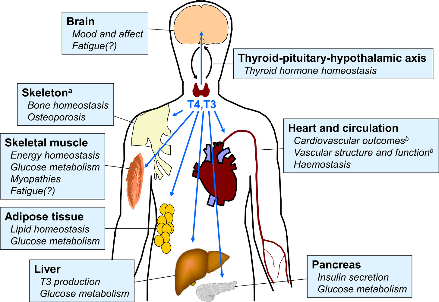 picture of body parts and thyroid hormones reach