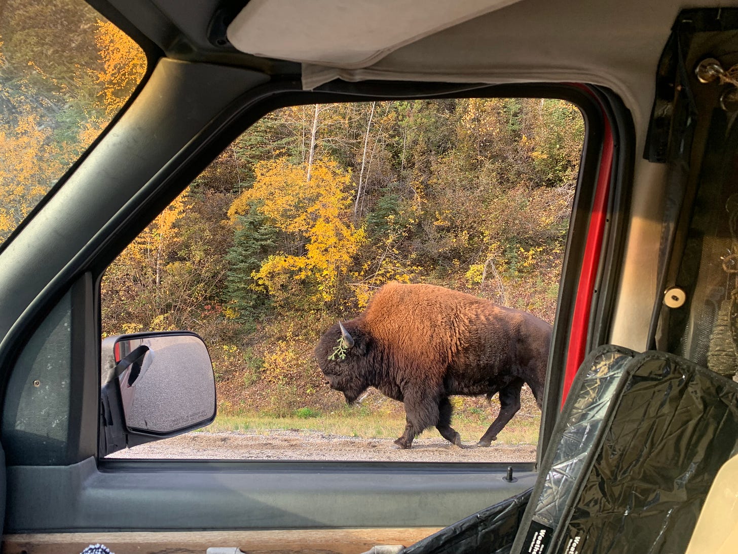 A bison viewed through the passenger window of a van, a small pine branch hanging from his ear