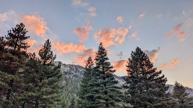 Pink clouds on a blue dusky sky, with pine trees in the foreground