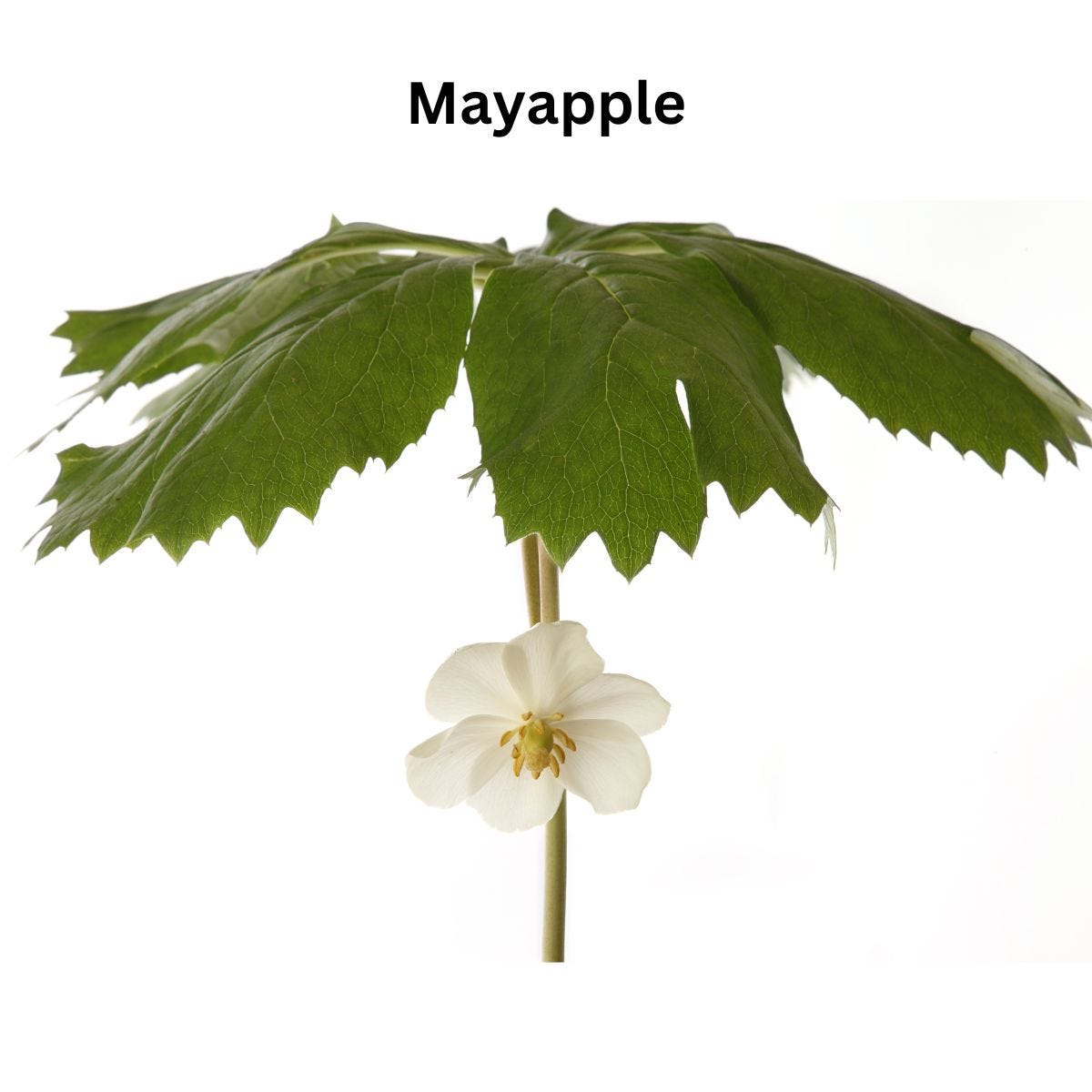 Mayapple