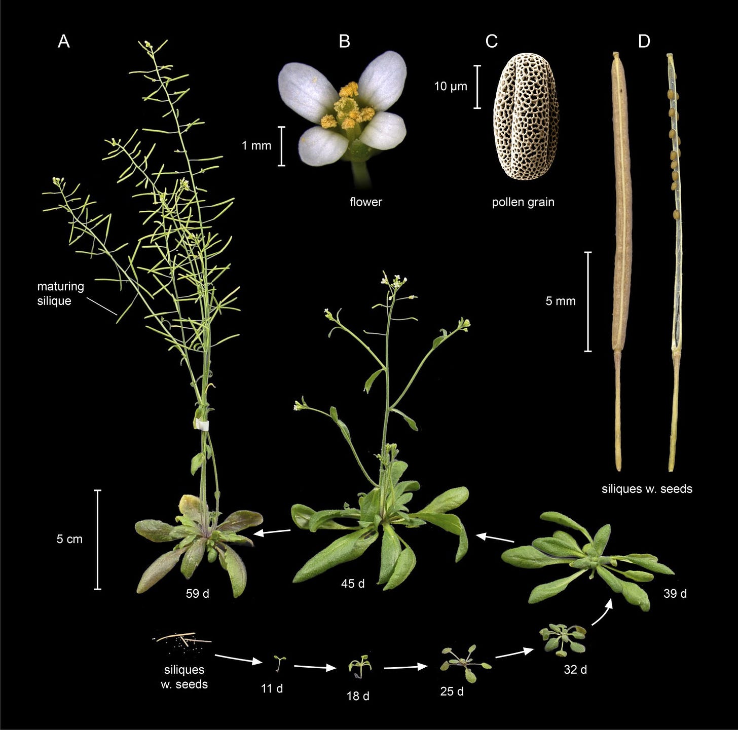 The Natural History of Model Organisms: Planting molecular functions in an  ecological context with Arabidopsis thaliana | eLife