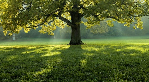 Beautiful tree in the middle of a field covered with grass with the tree  line in the background | Free Photo