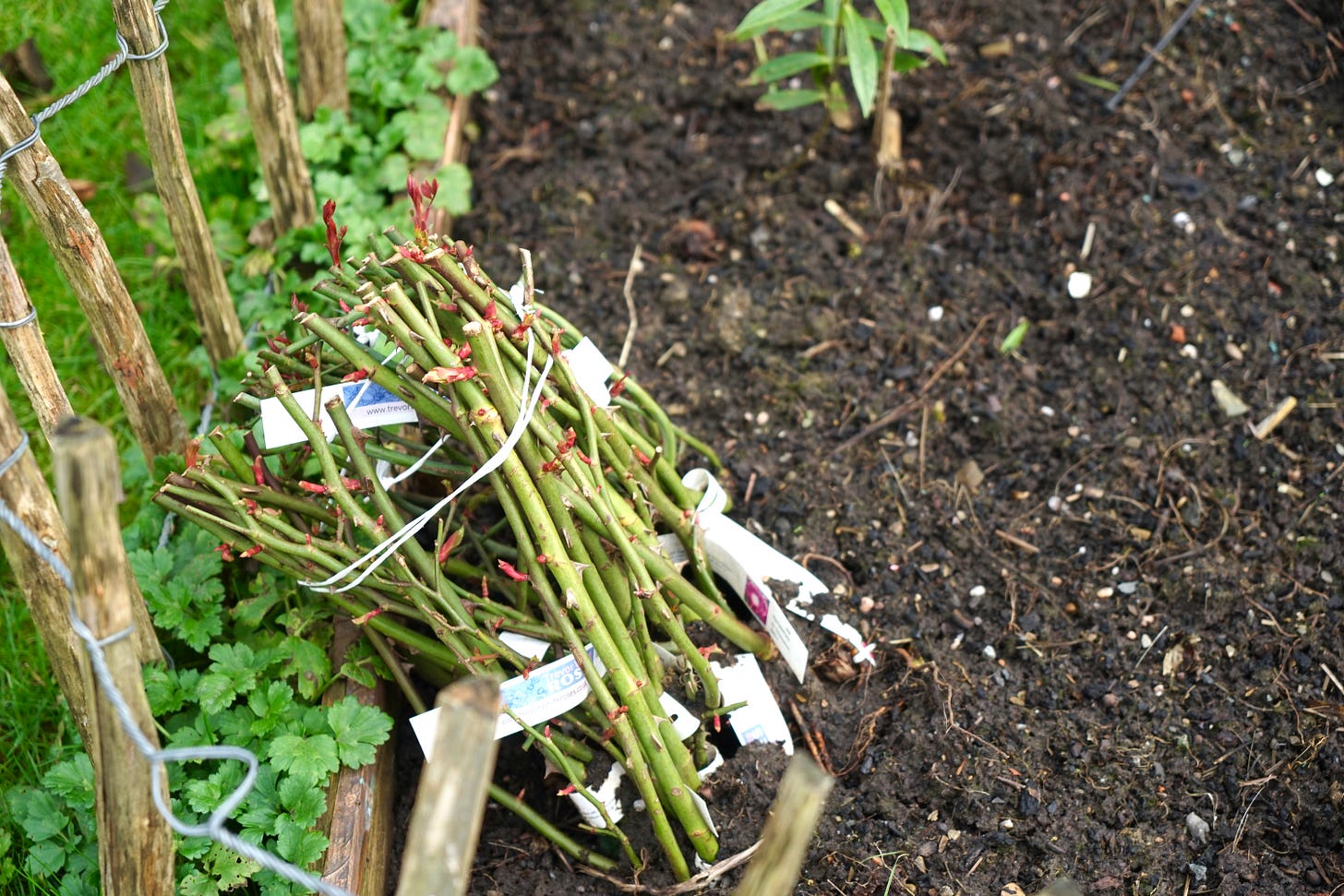 bare rose stems in a vegetable bed in a garden