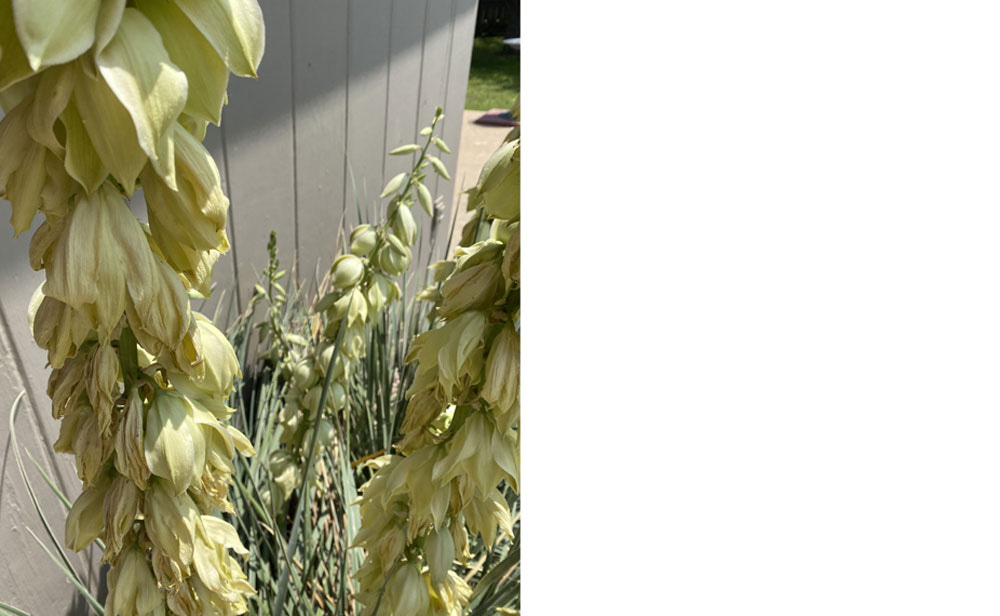 photo of yucca plant with wilted blooms