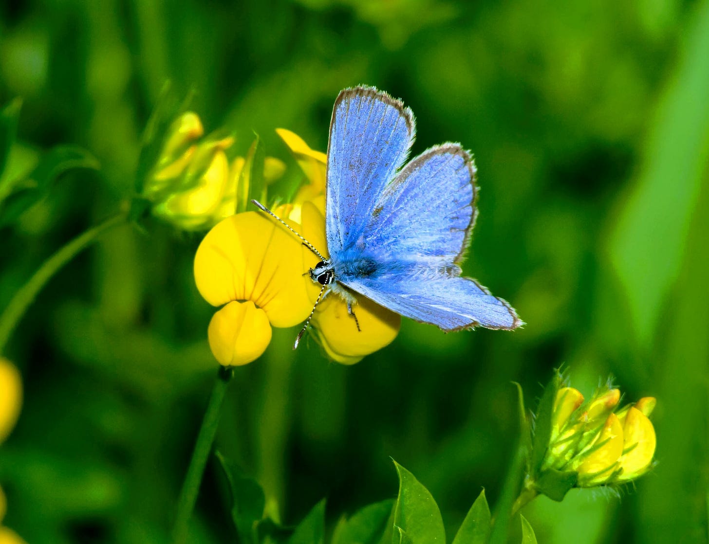 DNA evidence confirms: humans wiped out Xerces blue butterflies • Earth.com