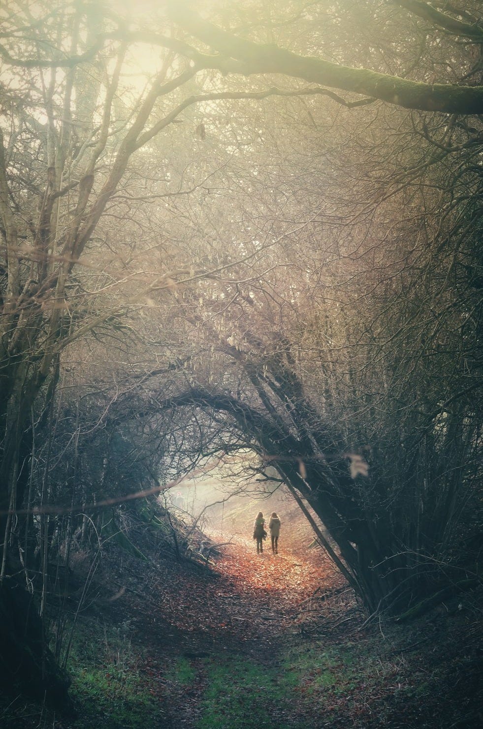 two person walking in between trees